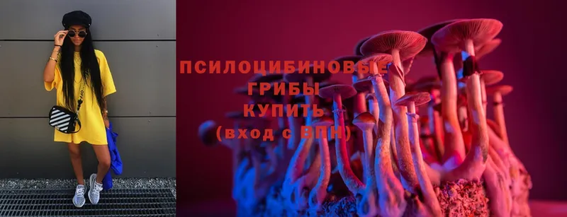 Псилоцибиновые грибы Psilocybe  как найти закладки  mega ссылки  Зверево 